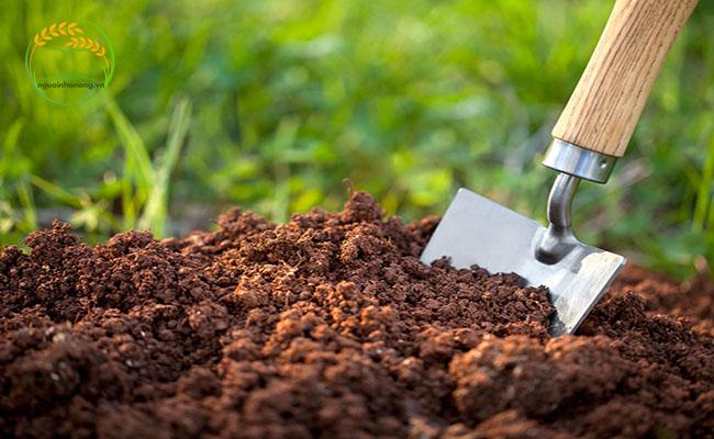 Làm đất để ứng dụng cách trồng đu đủ đực hiệu quả