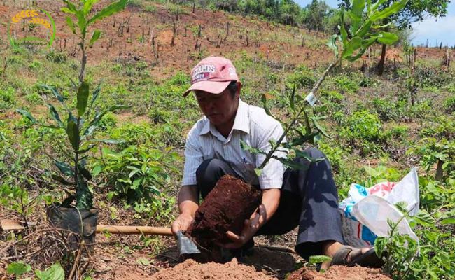 Làm đất, bón lót trước khi trồng mít Thái