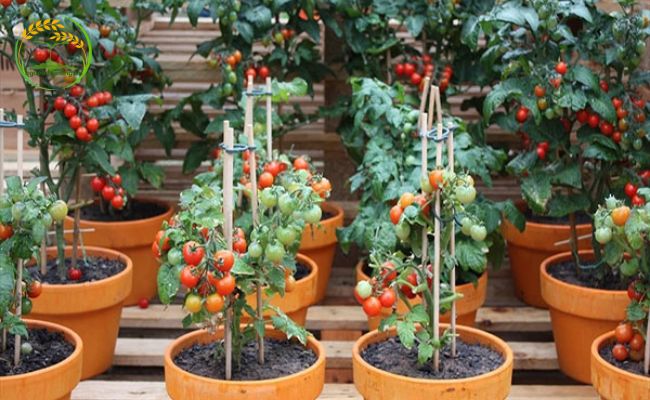Làm giá đỡ cho cà chua trồng chậu