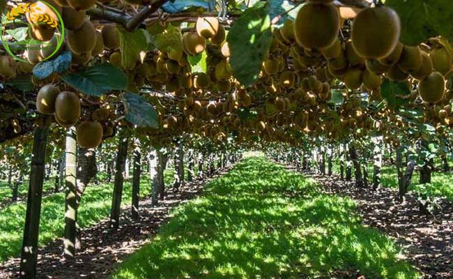 Cây kiwi có trồng được ở Việt Nam nhưng người trồng cần nắm rõ thông tin về cách làm giàn