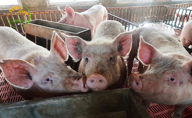 Lợn sảy thai làm giảm chất lượng thịt