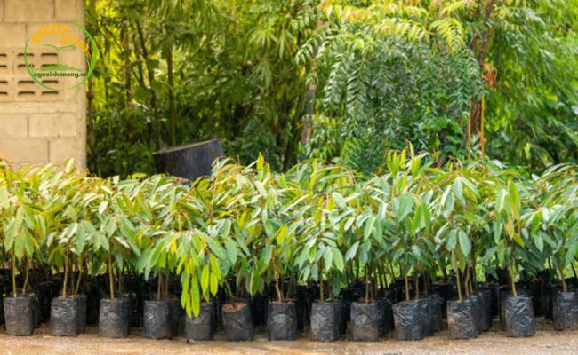 Hướng dẫn trồng và chăm sóc cây sầu riêng