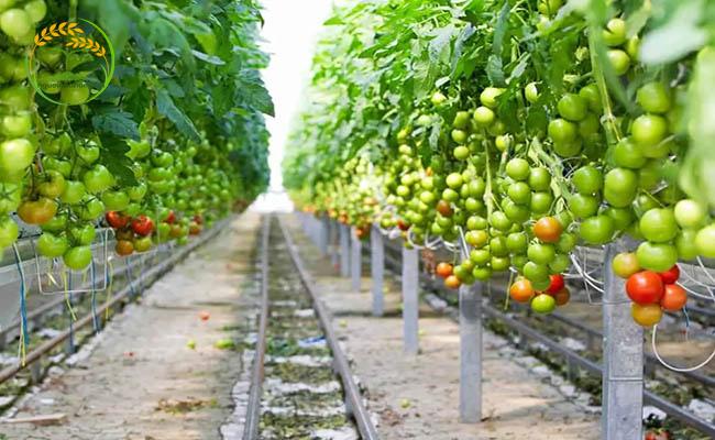 Lựa chọn hệ thống trồng cà chua thủy canh