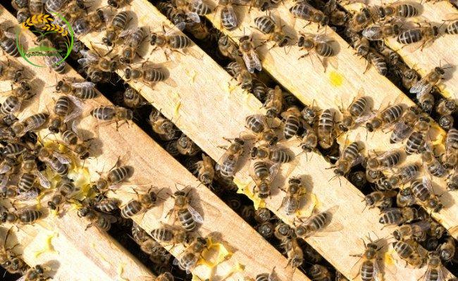 Lựa chọn ong mật giống có nguồn gốc rõ ràng