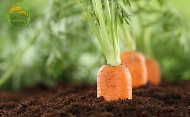 Thời gian phù hợp để trồng cà rốt