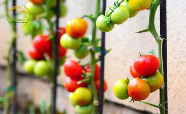 Cách trồng cà chua ở mật độ phù hợp sẽ giúp cây ra quả to