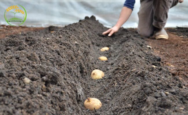 Mật độ trồng khoai tây như thế nào?