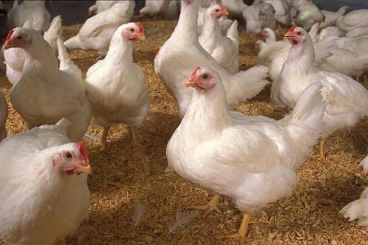 mô hình nuôi gà công nghiệp lấy trứng