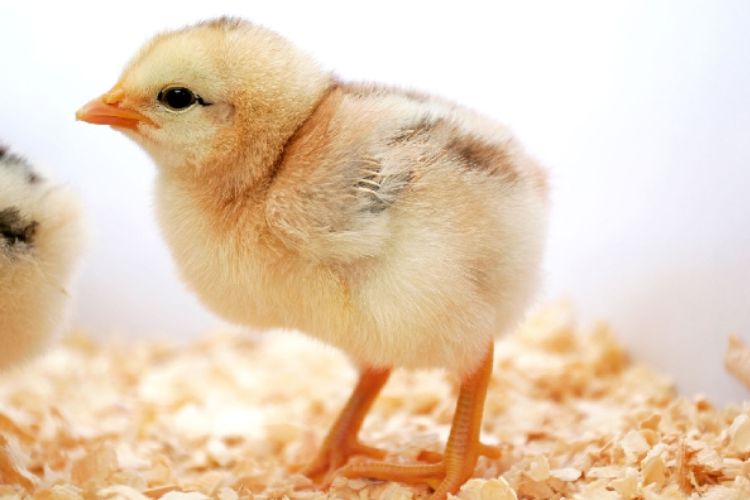 nuôi gà công nghiệp đẻ trứng