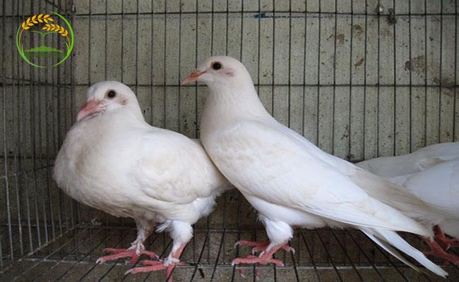 Cung cấp thức ăn giàu protein khi nuôi chim vỗ béo