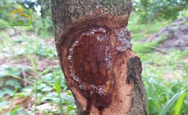 Nấm gây bệnh nứt thân xì mủ trên cây sầu riêng