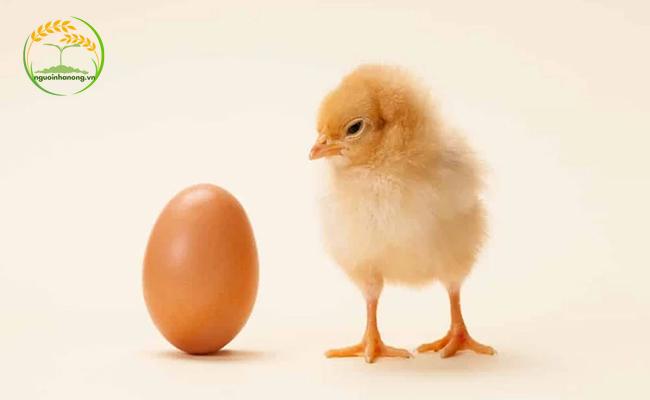 Cách phân biệt gà con trống mái qua hình dáng của quả trứng