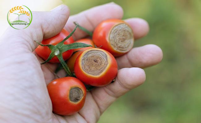 Cách trồng cà chua bi lùn hiệu quả không thể thiếu bước phòng sâu bệnh