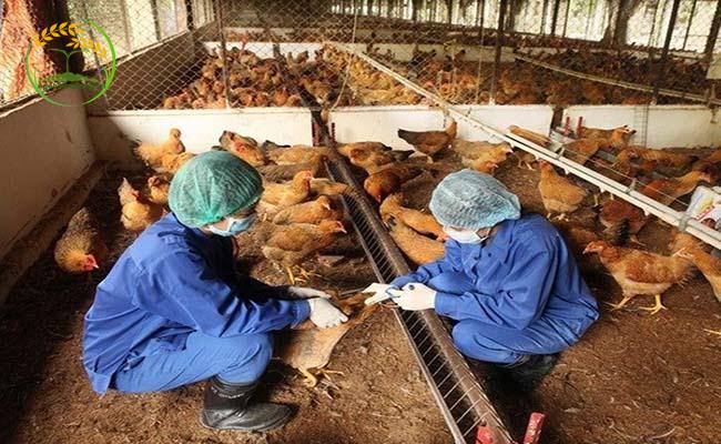 Phòng bệnh cho gà để nâng cao chất lượng trứng và thịt