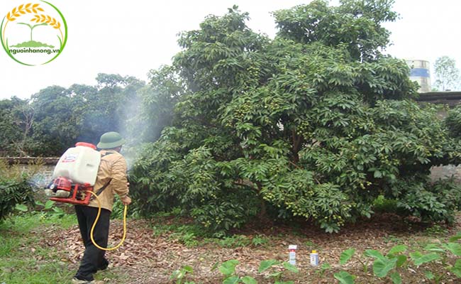 Phòng bệnh cho cây vải thiều là một trong những kỹ thuật trồng và chăm sóc cây vải thiều