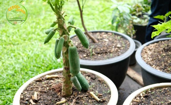 Một số phương pháp phòng sâu bệnh khi trồng đu đủ trong chậu