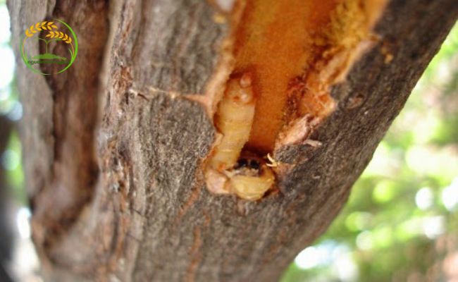 Sâu đục thân ảnh hưởng đến sinh trưởng và phát triển của cây sầu