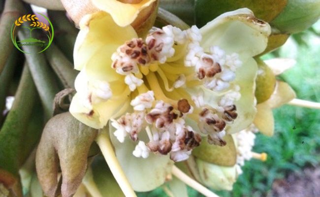 Bện thán thư xuất hiện trên hoa sầu riêng