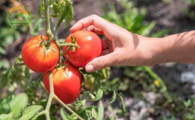 Có thể thu hoạch cà chua sau 2 tháng trồng