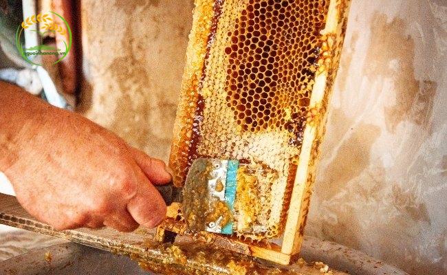 Khi nuôi ong mật tự nhiên cần biết cách thu mật chuẩn