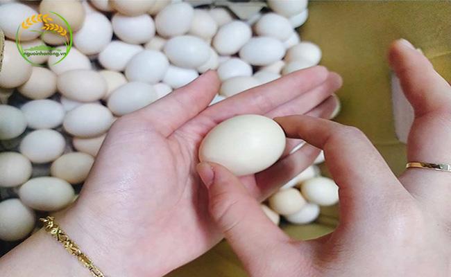Bảo quản trứng trong môi trường không quá nóng để tránh làm hỏng trứng