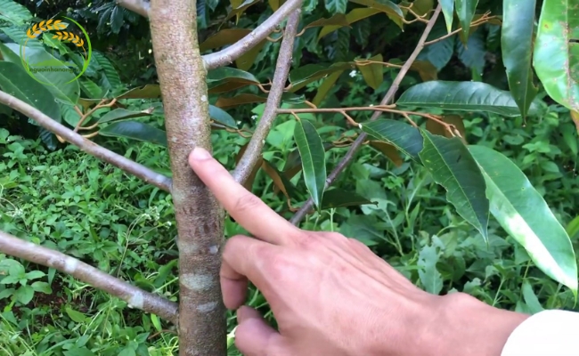 Kỹ thuật chăm sóc cây sầu riêng nhỏ