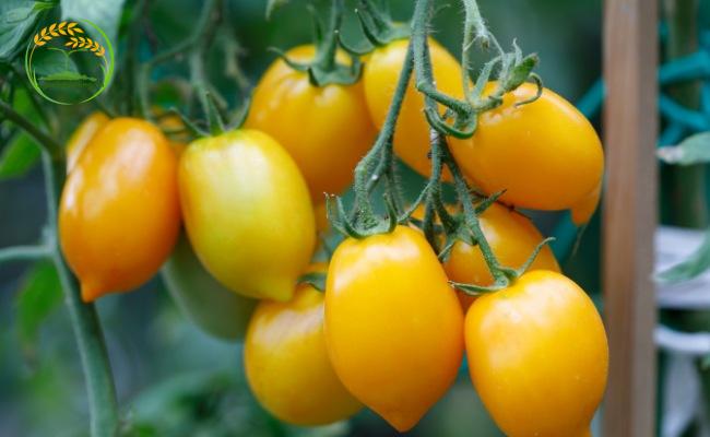 Tìm hiểu chung về cà chua nova