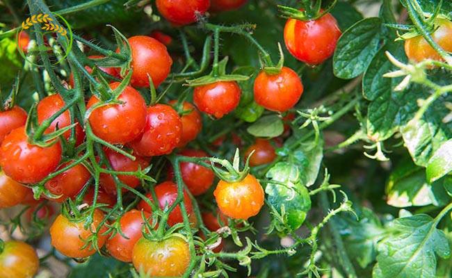 Tìm hiểu về cây cà chua bi lùn đỏ