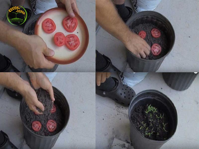 Cách trồng cà chua bằng lát cắt quả