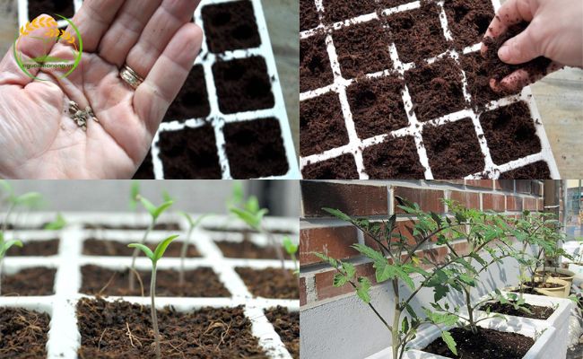 Hướng dẫn trồng cà chua từ hạt