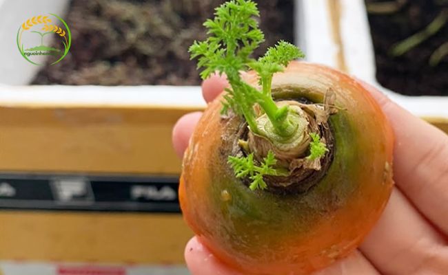Đầu củ cà rốt có thể giữ lại để trồng