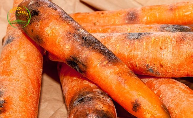Trồng cà rốt trong thùng xốp có thể nhiễm bệnh