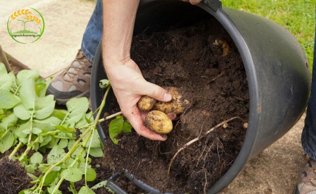 Lưu ý khi trồng khoai tây trong thùng xốp 
