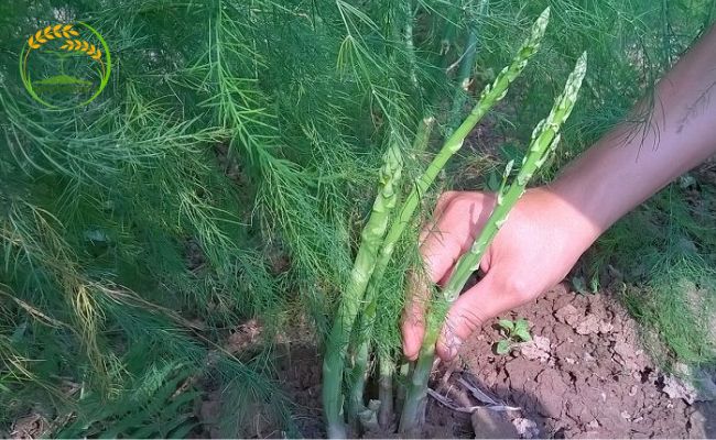 cách làm đất trồng măng tây xanh