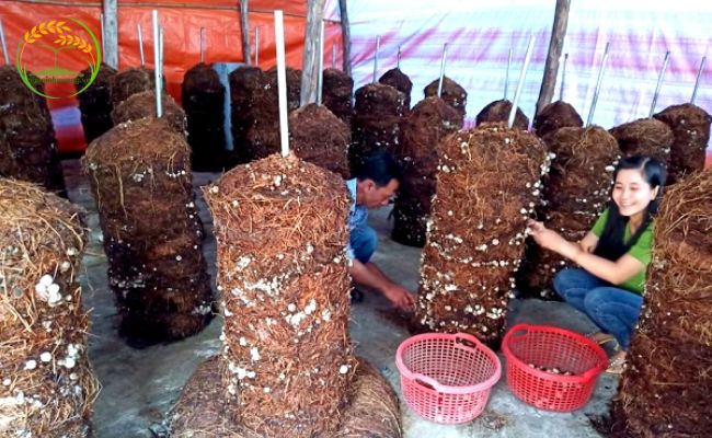 Mô hình trồng nấm rơm dạng trụ hiệu quả