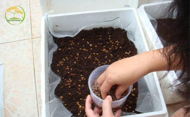cách trồng rau muống nước bằng thùng xốp