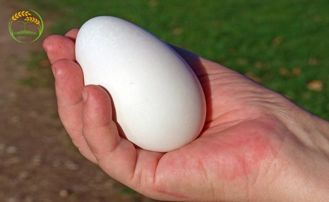 trứng ngỗng trị bệnh gì