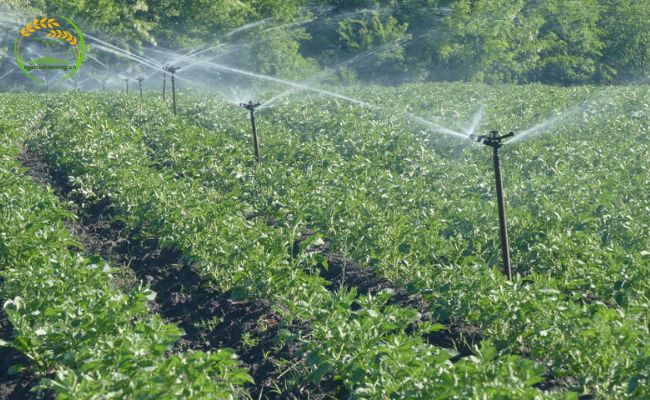 Tưới nước cho cây khoai tây phát triển