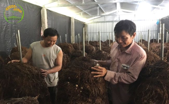 Hướng dẫn cách ủ rơm trồng nấm rơm