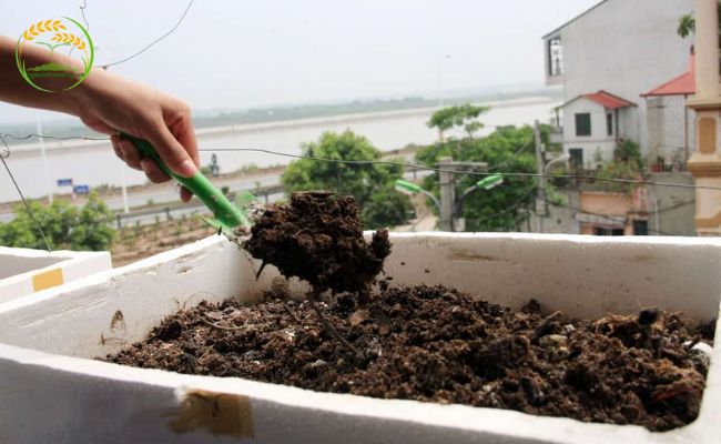 Cách trồng cây hẹ trong chậu