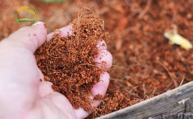 Hướng dẫn xử lý nguyên liệu trồng nấm mối đen