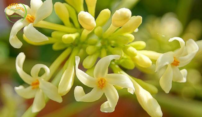 Ai không nên uống hoa đu đủ đực? Những điều cần chú ý bạn nên biết