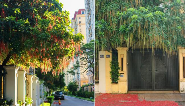 Báo giá cây lộc vừng: Các yếu tố quyết định bạn cần biết