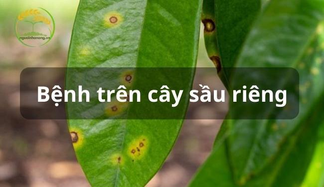 Các bệnh trên cây sầu riêng thường gặp và cách khắc phục hiệu quả