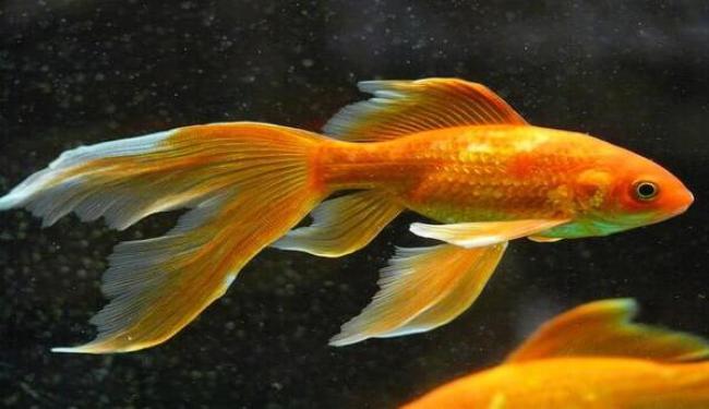 Cá ba đuôi nuôi chung với cá nào trong bể thì phù hợp?