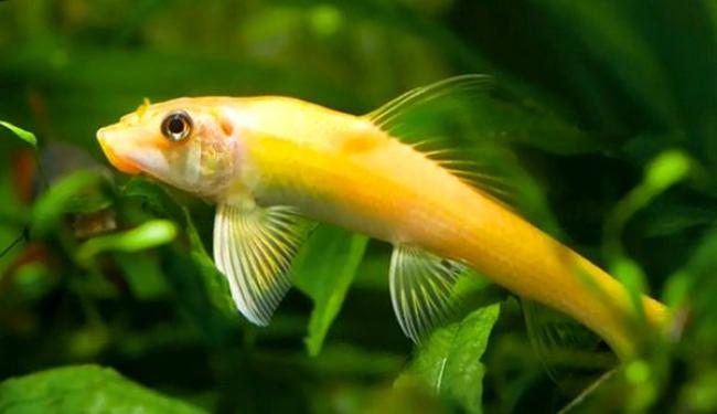 Bật mí TOP 10 loại cá cảnh ăn rêu hại trong hồ thủy sinh