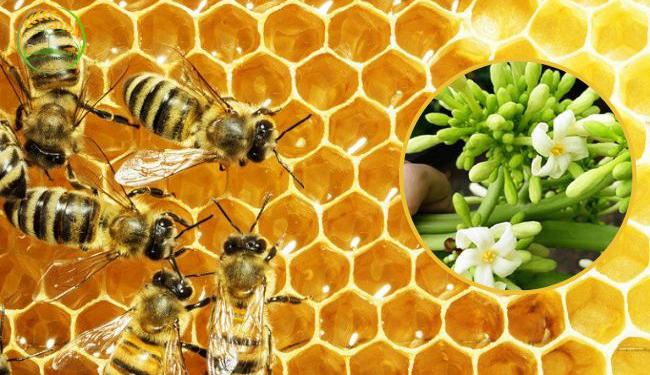 Hướng dẫn cách ngâm hoa đu đủ đực với mật ong dùng chữa bệnh
