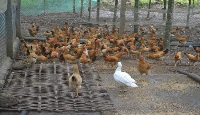Hướng dẫn cách nuôi gà bằng thảo dược đơn giản và hiệu quả