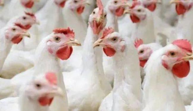 Hướng dẫn cách nuôi gà công nghiệp đạt năng suất cao tiết kiệm chi phí