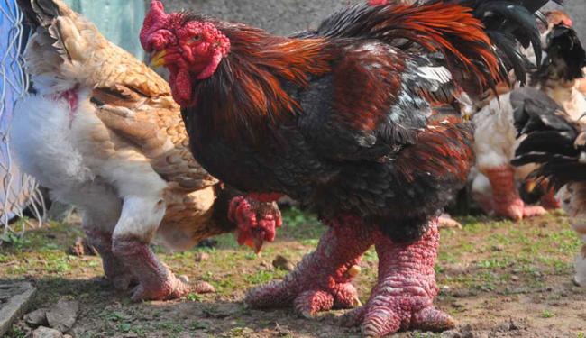 Cách nuôi gà Đông Tảo thuần chủng mau lớn đúng khoa học